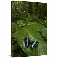 в. Пеперуда на пеперуда Morpho, на лист в тропическите гори, Еквадор Арт печат - Пит Оксфорд