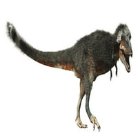 Daspletosaurus динозавър на бял фон. Печат на плакат от Arthur Dorety Stocktrek Images