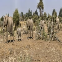Африкански слонове, които се разхождат в гора, диспер